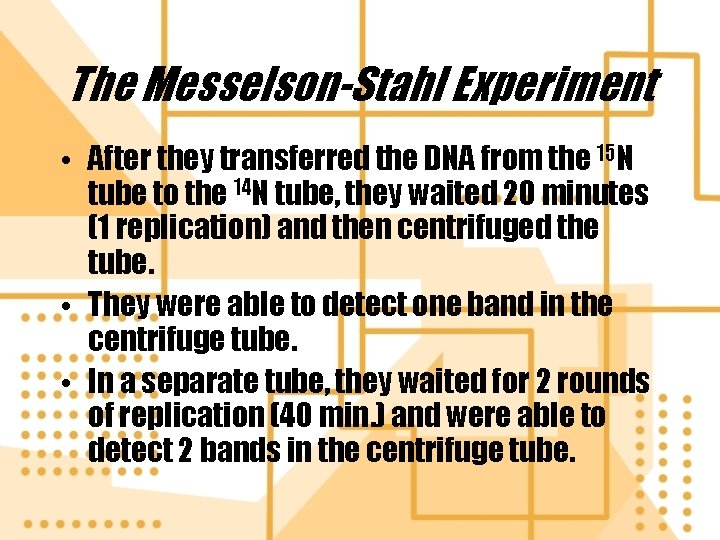 The Messelson-Stahl Experiment • After they transferred the DNA from the 15 N tube