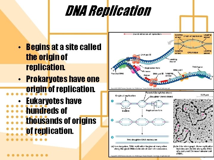 DNA Replication • Begins at a site called the origin of replication. • Prokaryotes
