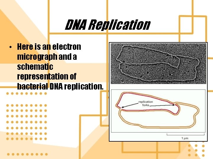 DNA Replication • Here is an electron micrograph and a schematic representation of bacterial