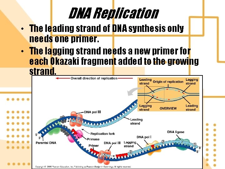 DNA Replication • The leading strand of DNA synthesis only needs one primer. •