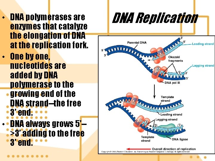  • DNA polymerases are enzymes that catalyze the elongation of DNA at the