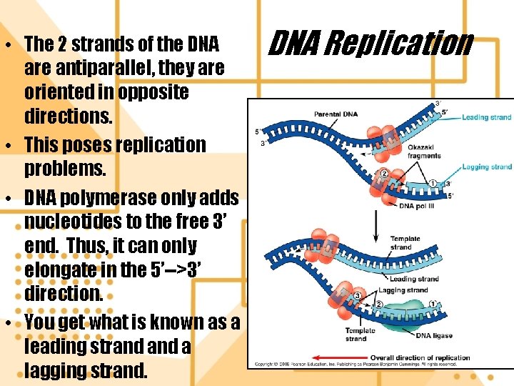  • The 2 strands of the DNA are antiparallel, they are oriented in