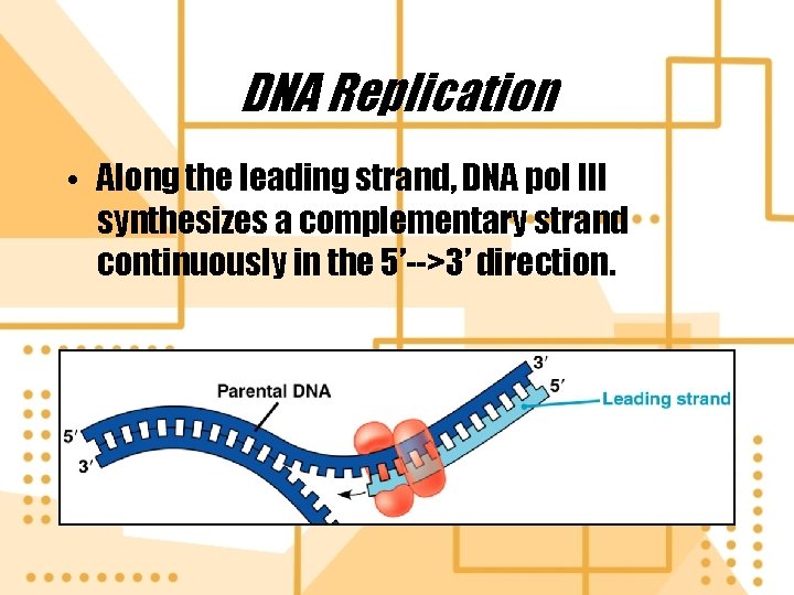 DNA Replication • Along the leading strand, DNA pol III synthesizes a complementary strand