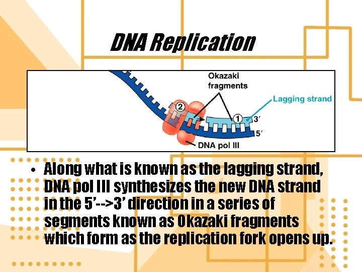 DNA Replication • Along what is known as the lagging strand, DNA pol III