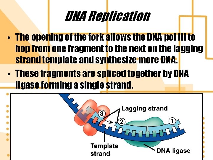 DNA Replication • The opening of the fork allows the DNA pol III to