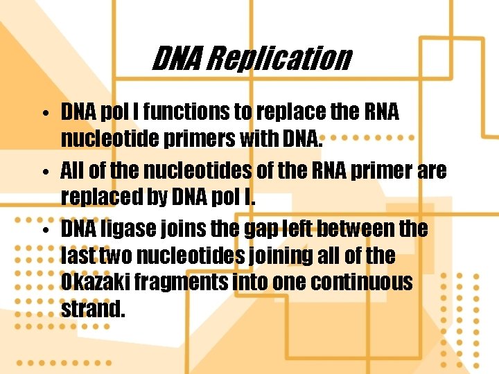 DNA Replication • DNA pol I functions to replace the RNA nucleotide primers with