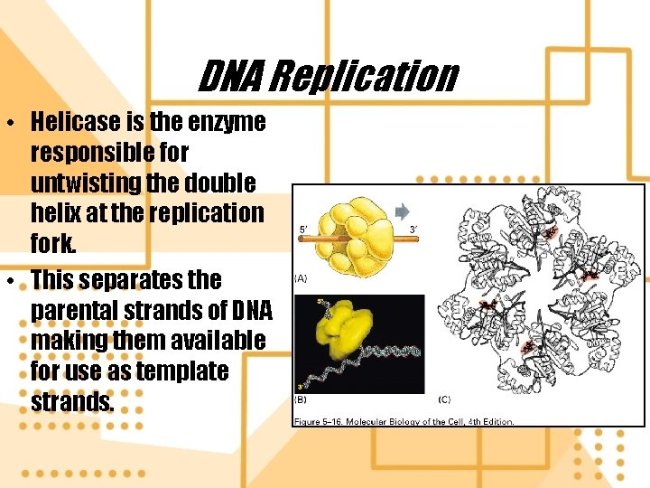 DNA Replication • Helicase is the enzyme responsible for untwisting the double helix at