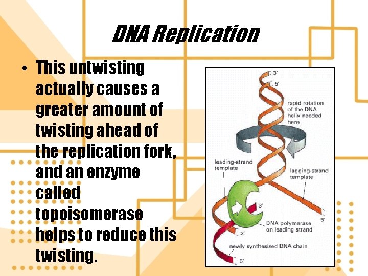 DNA Replication • This untwisting actually causes a greater amount of twisting ahead of