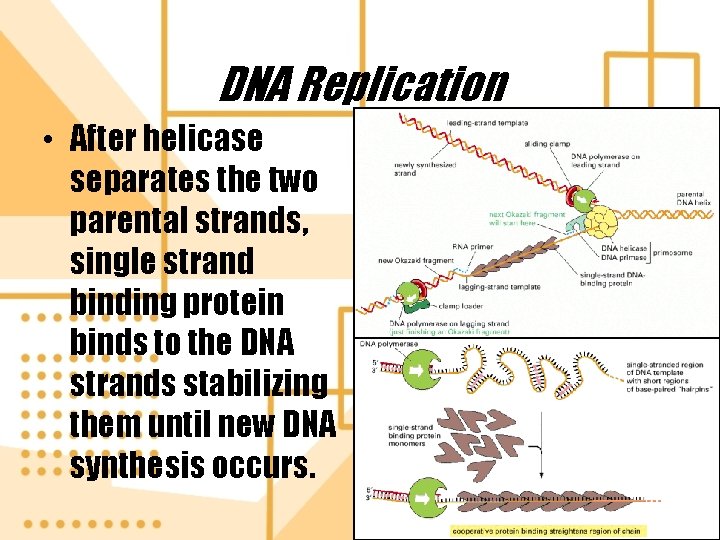 DNA Replication • After helicase separates the two parental strands, single strand binding protein