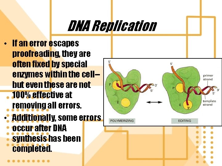 DNA Replication • If an error escapes proofreading, they are often fixed by special