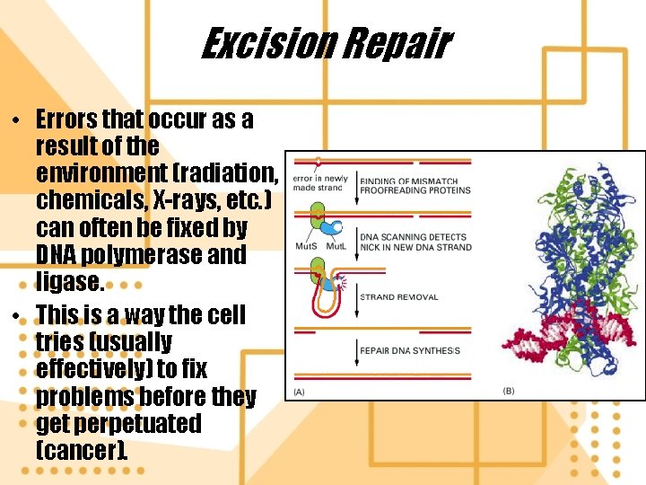 Excision Repair • Errors that occur as a result of the environment (radiation, chemicals,