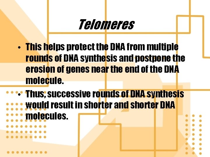 Telomeres • This helps protect the DNA from multiple rounds of DNA synthesis and