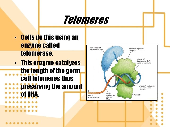 Telomeres • Cells do this using an enzyme called telomerase. • This enzyme catalyzes