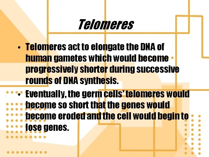 Telomeres • Telomeres act to elongate the DNA of human gametes which would become