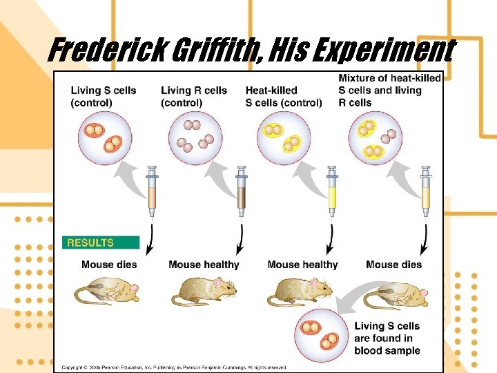 Frederick Griffith, His Experiment 