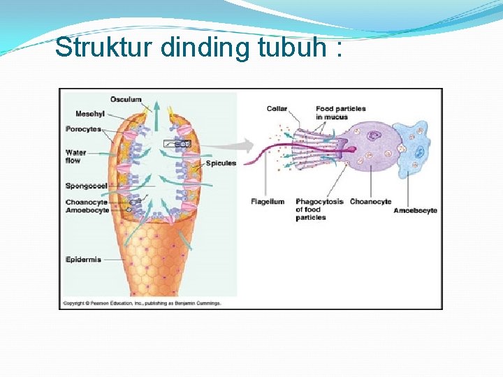 Struktur dinding tubuh : 