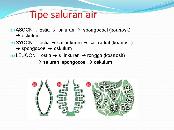 Tipe saluran air ASCON : ostia saluran spongocoel (koanosit) oskulum SYCON : ostia sal.