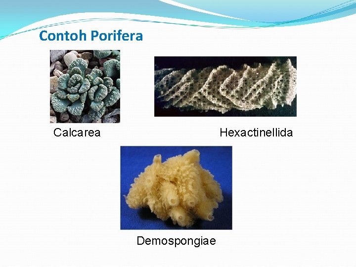 Contoh Porifera Calcarea Hexactinellida Demospongiae 