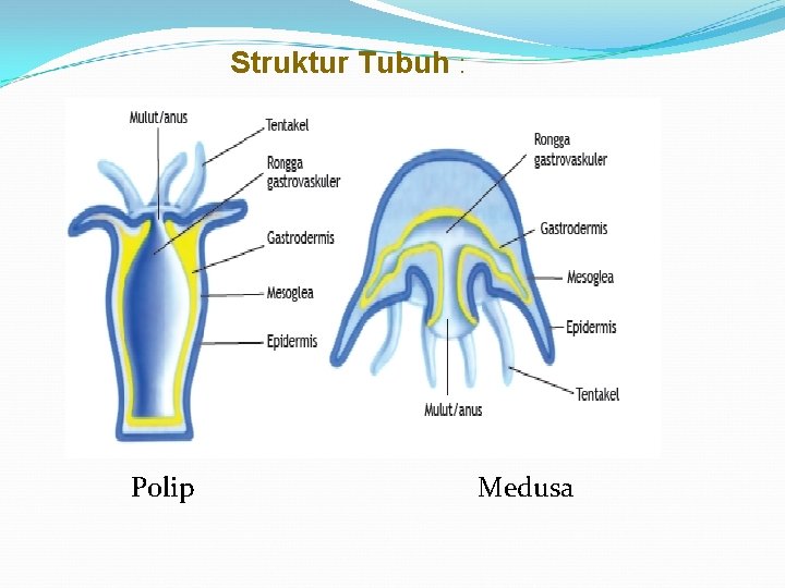 Struktur Tubuh : Polip Medusa 