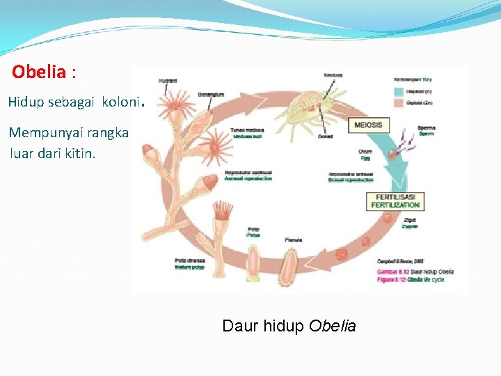 Obelia : Hidup sebagai koloni . Mempunyai rangka luar dari kitin. Daur hidup Obelia