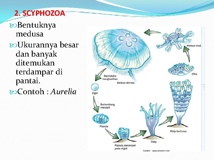 2. SCYPHOZOA Bentuknya medusa Ukurannya besar dan banyak ditemukan terdampar di pantai. Contoh :