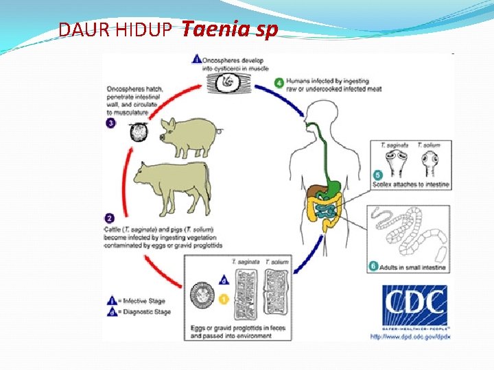 DAUR HIDUP Taenia sp 