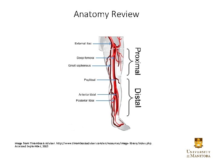 Anatomy Review Image from Thrombosis Adviser. http: //www. thrombosisadviser. com/en/resources/image-library/index. php. Accessed September, 2015