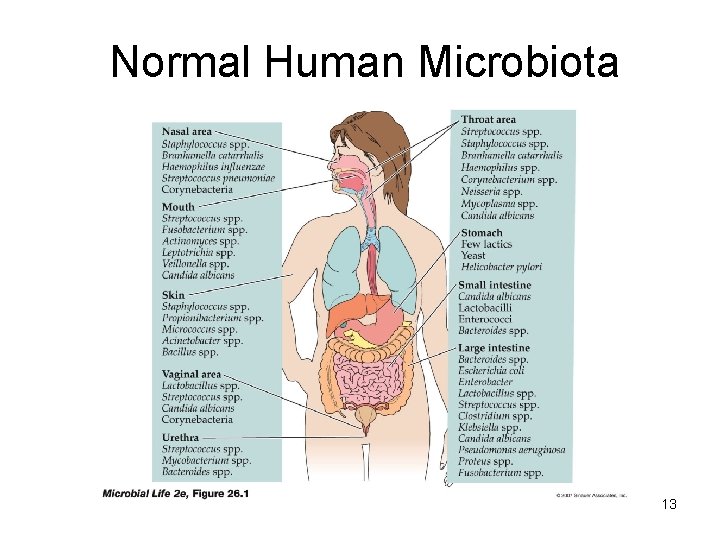 Normal Human Microbiota 13 