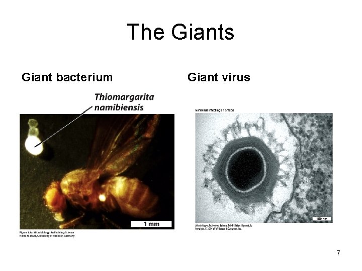 The Giants Giant bacterium Giant virus 7 