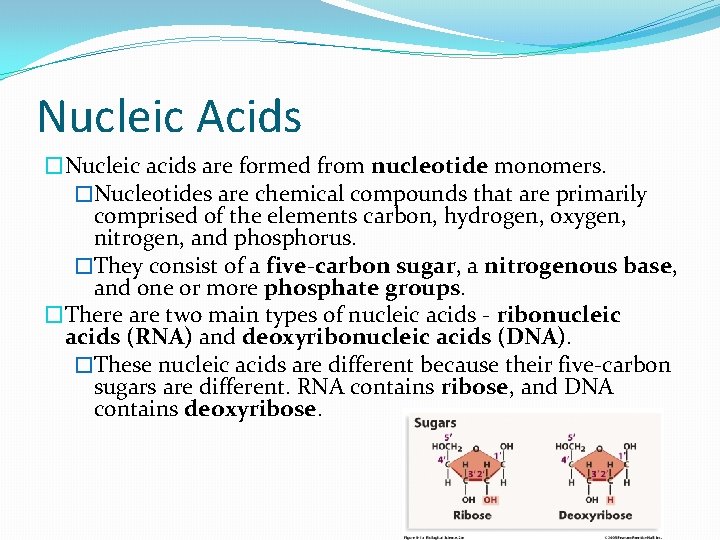 Nucleic Acids �Nucleic acids are formed from nucleotide monomers. �Nucleotides are chemical compounds that
