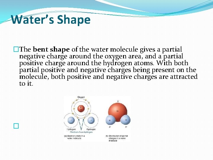 Water’s Shape �The bent shape of the water molecule gives a partial negative charge