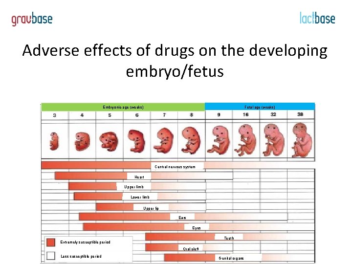 Adverse effects of drugs on the developing embryo/fetus Embryonic age (weeks) Fetal age (weeks)