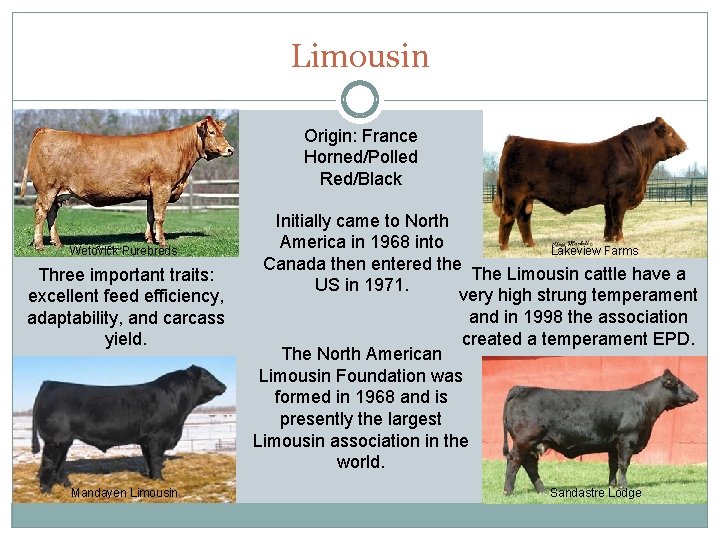 Limousin Origin: France Horned/Polled Red/Black Wetovick Purebreds Three important traits: excellent feed efficiency, adaptability,