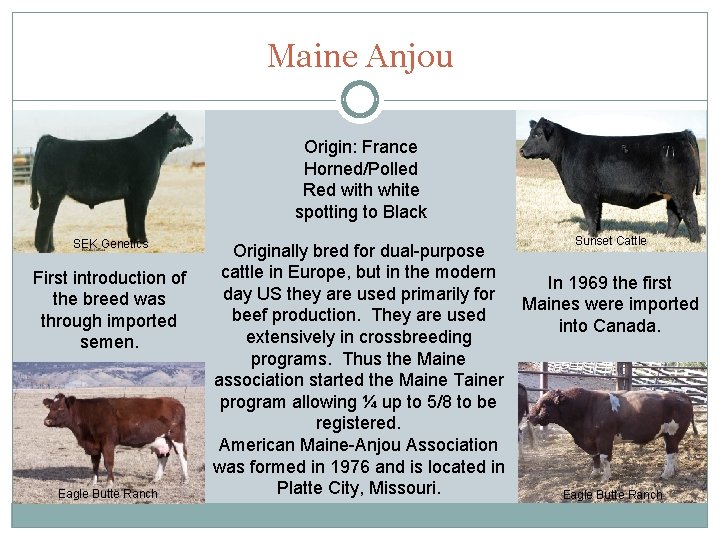 Maine Anjou Origin: France Horned/Polled Red with white spotting to Black SEK Genetics First