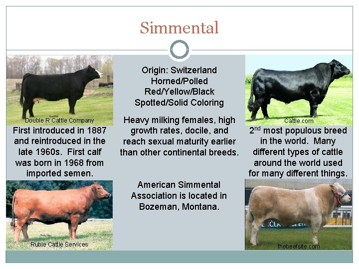 Simmental Origin: Switzerland Horned/Polled Red/Yellow/Black Spotted/Solid Coloring Double R Cattle Company First introduced in