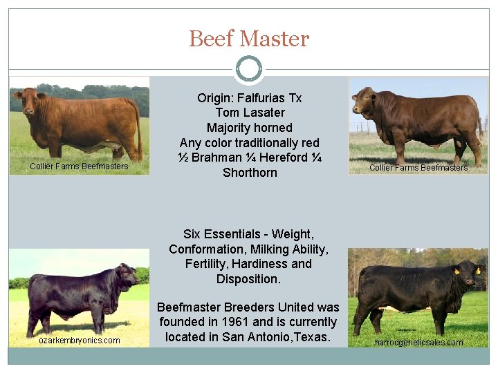 Beef Master Collier Farms Beefmasters Origin: Falfurias Tx Tom Lasater Majority horned Any color