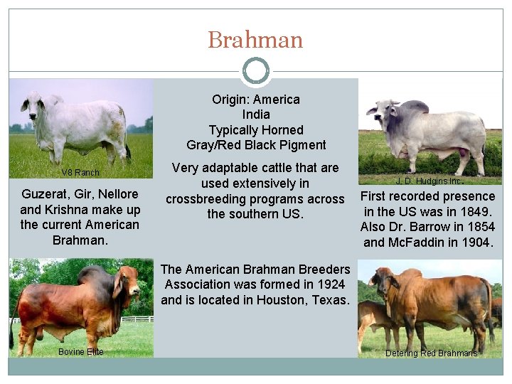Brahman Origin: America India Typically Horned Gray/Red Black Pigment V 8 Ranch Guzerat, Gir,