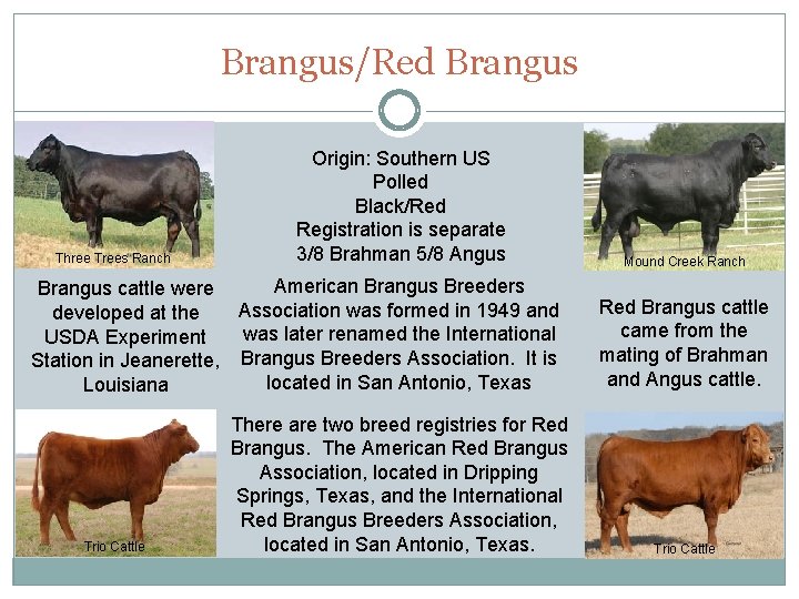 Brangus/Red Brangus Three Trees Ranch Origin: Southern US Polled Black/Red Registration is separate 3/8