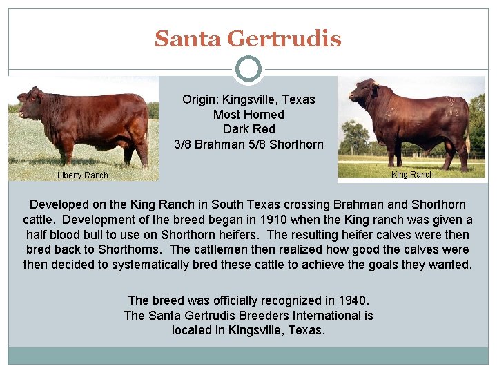Santa Gertrudis Origin: Kingsville, Texas Most Horned Dark Red 3/8 Brahman 5/8 Shorthorn King
