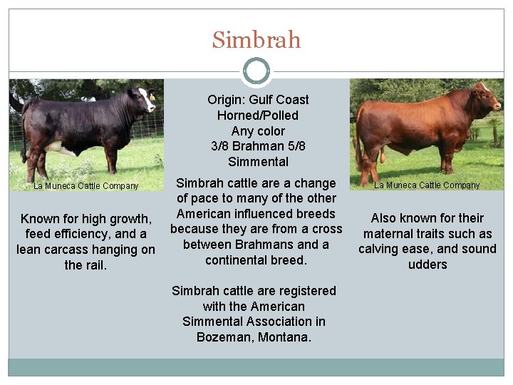 Simbrah Origin: Gulf Coast Horned/Polled Any color 3/8 Brahman 5/8 Simmental La Muneca Cattle