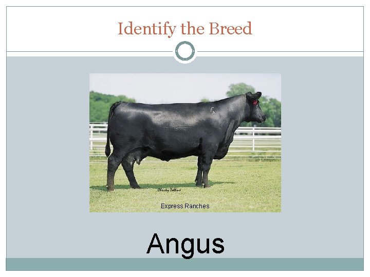 Identify the Breed Express Ranches Angus 