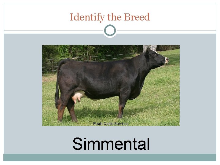 Identify the Breed Ruble Cattle Services Simmental 