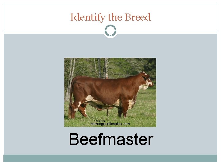 Identify the Breed harrodgeneticsales. com Beefmaster 