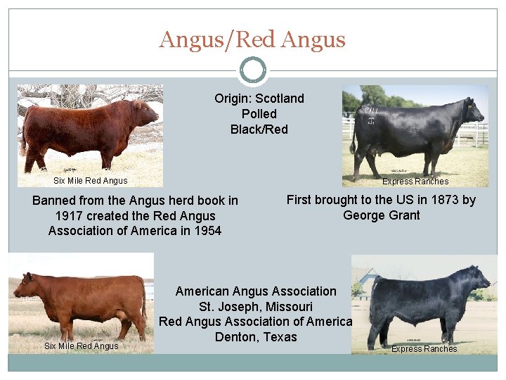 Angus/Red Angus Origin: Scotland Polled Black/Red Six Mile Red Angus Express Ranches Banned from