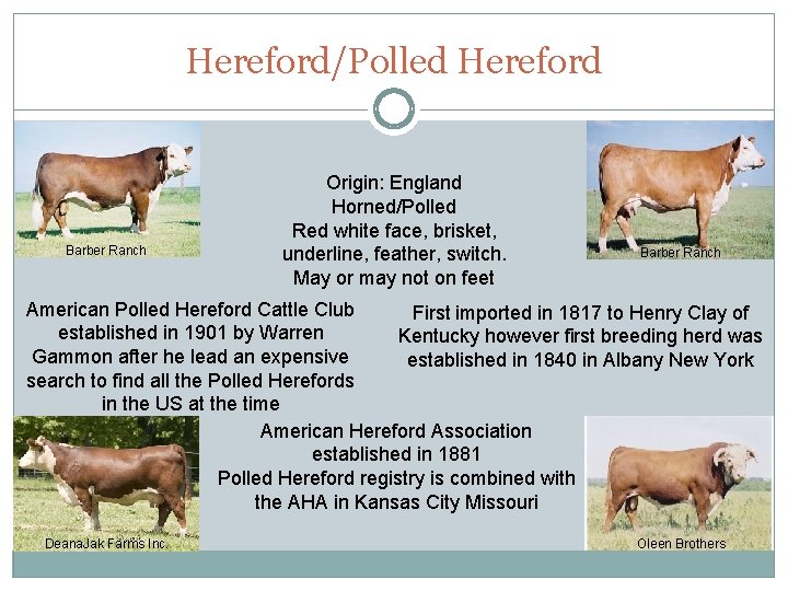 Hereford/Polled Hereford Barber Ranch Origin: England Horned/Polled Red white face, brisket, underline, feather, switch.