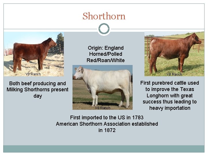 Shorthorn Origin: England Horned/Polled Red/Roan/White V 8 Ranch Both beef producing and Milking Shorthorns