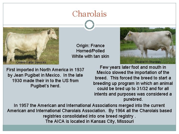 Charolais Origin: France Horned/Polled White with tan skin Collins Cattle Services Double H Charolais