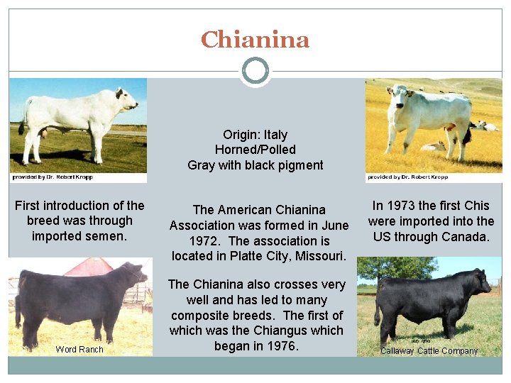 Chianina Origin: Italy Horned/Polled Gray with black pigment First introduction of the breed was