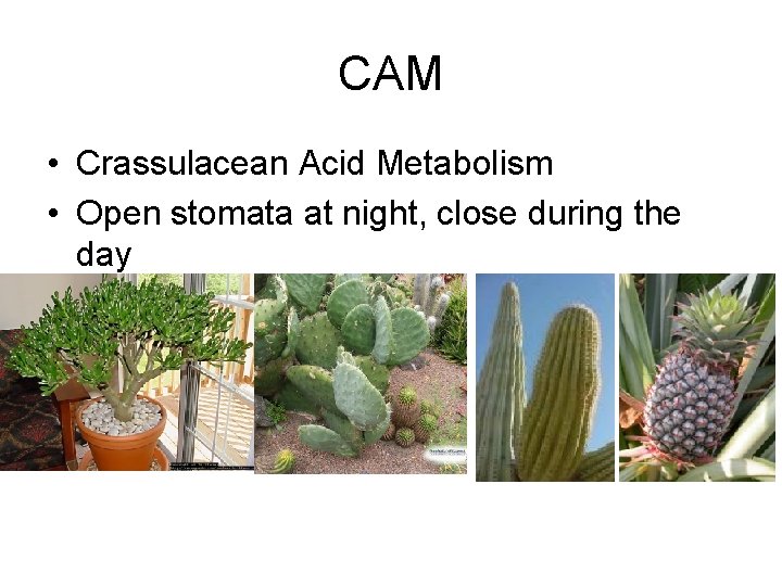 CAM • Crassulacean Acid Metabolism • Open stomata at night, close during the day