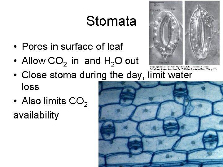 Stomata • Pores in surface of leaf • Allow CO 2 in and H